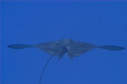 Spotted eagly ray, Oahu, Hawaii. 80 foot depth, no strobe... by Patrick Reardon 